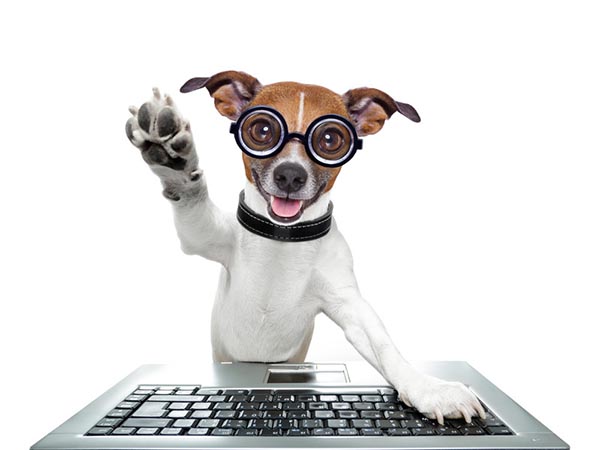 Younger dog with nerd glasses working on a computer
